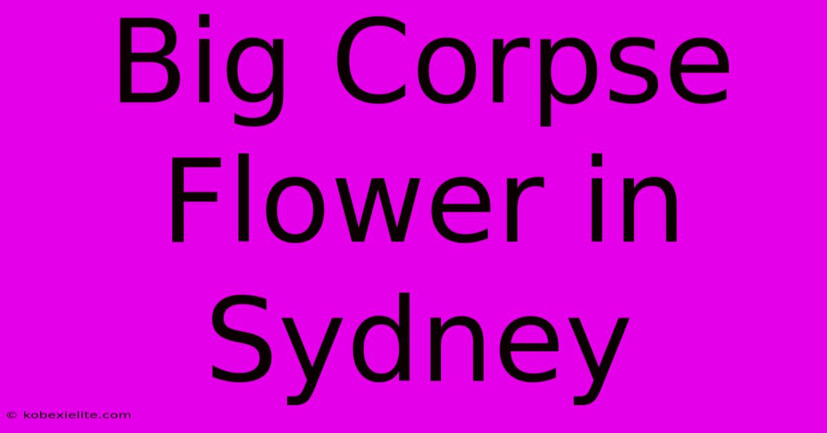 Big Corpse Flower In Sydney