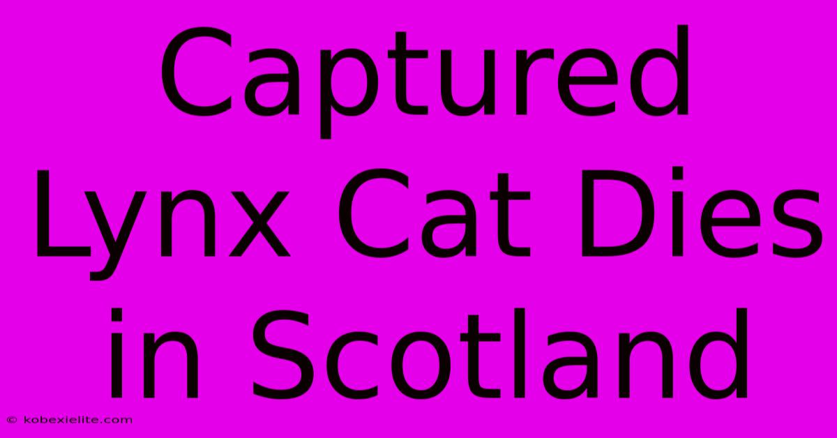 Captured Lynx Cat Dies In Scotland