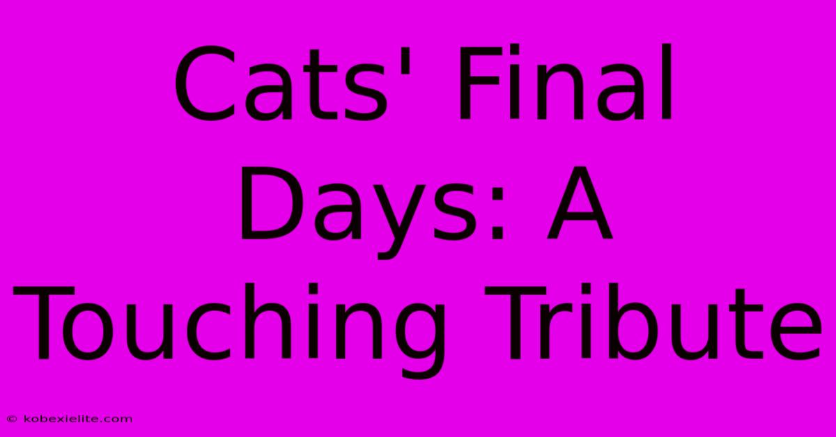 Cats' Final Days: A Touching Tribute