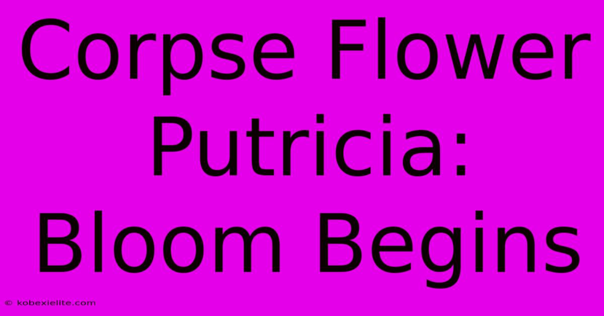 Corpse Flower Putricia: Bloom Begins