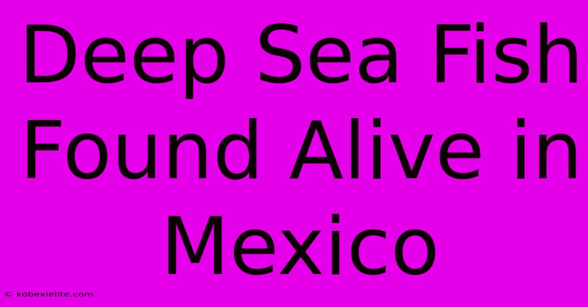 Deep Sea Fish Found Alive In Mexico