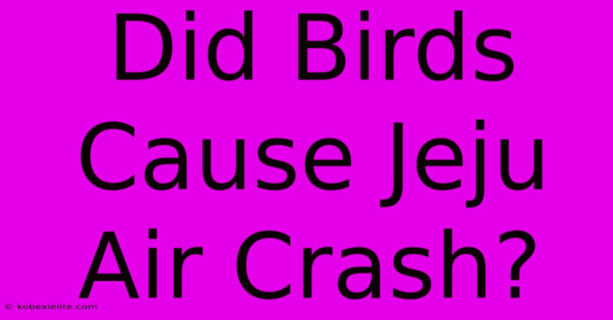 Did Birds Cause Jeju Air Crash?