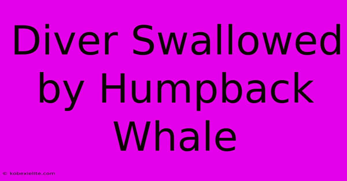 Diver Swallowed By Humpback Whale