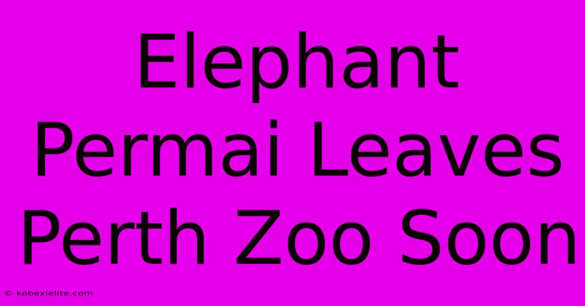 Elephant Permai Leaves Perth Zoo Soon Elephant Permai Leaves Perth Zoo Soon