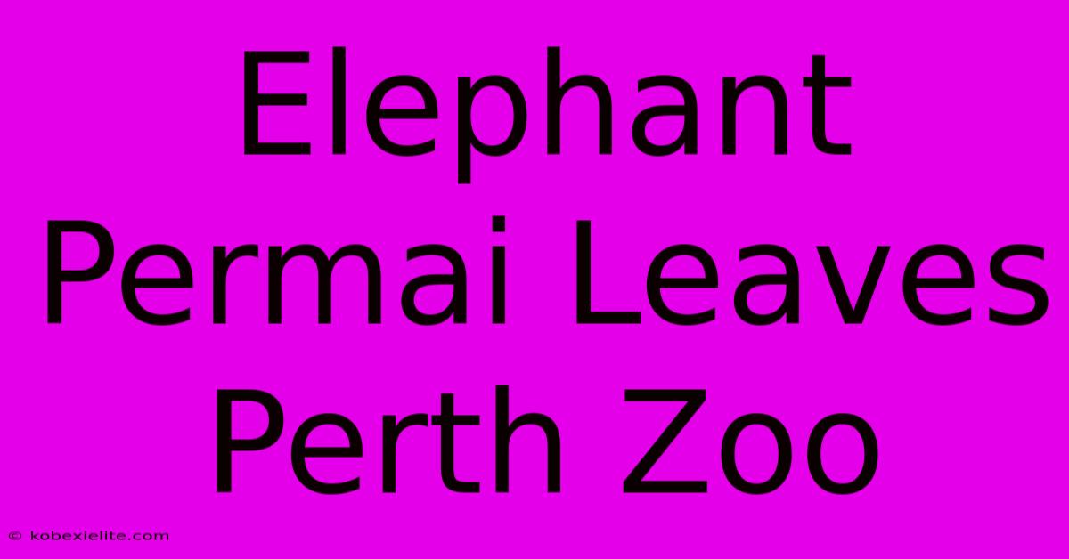 Elephant Permai Leaves Perth Zoo Elephant Permai Leaves Perth Zoo
