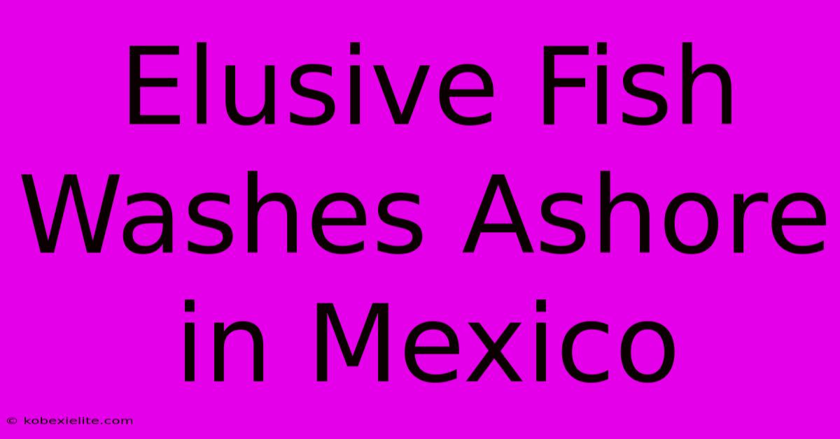 Elusive Fish Washes Ashore In Mexico