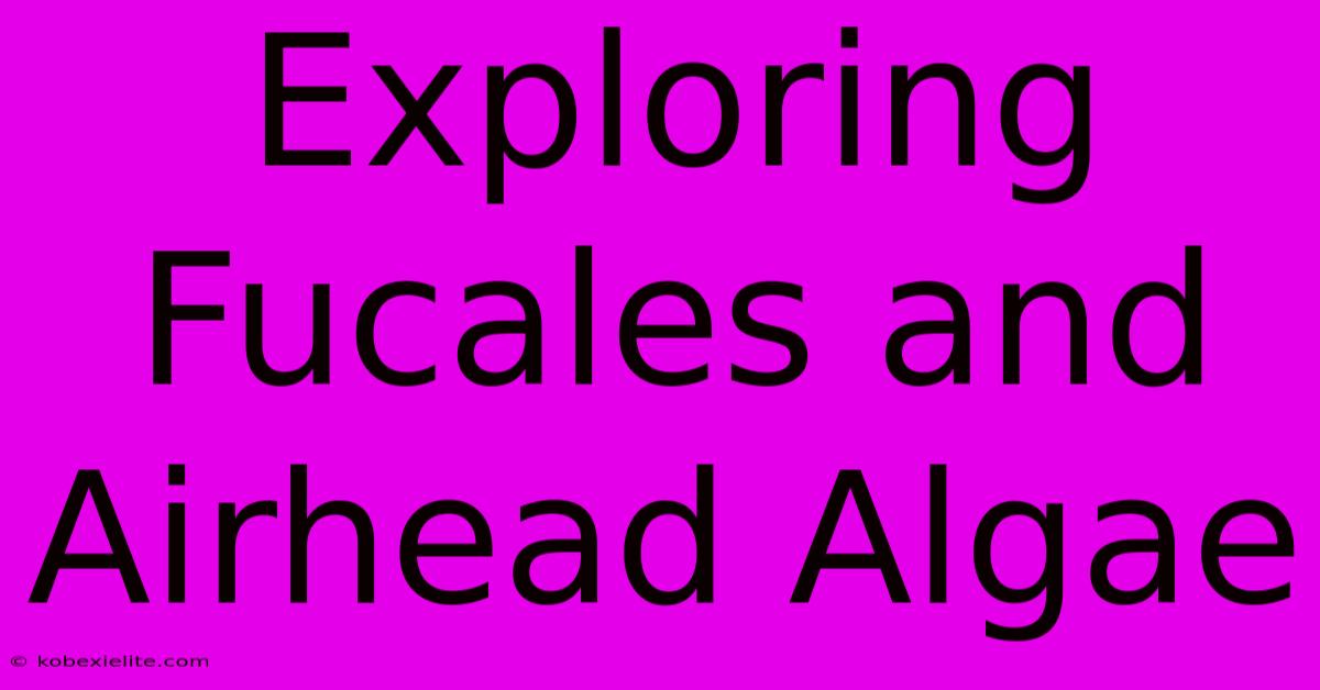 Exploring Fucales And Airhead Algae