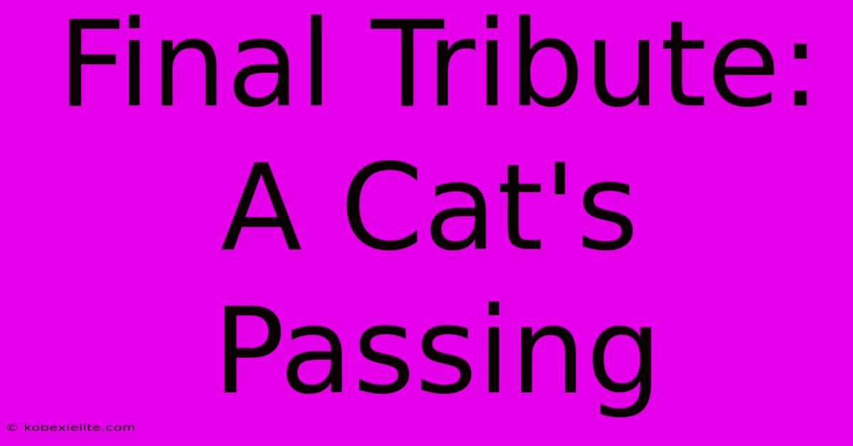 Final Tribute: A Cat's Passing