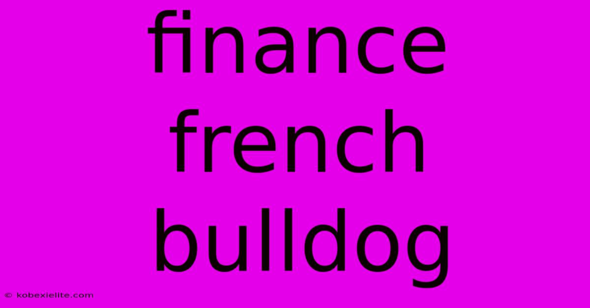 Finance French Bulldog Finance French Bulldog