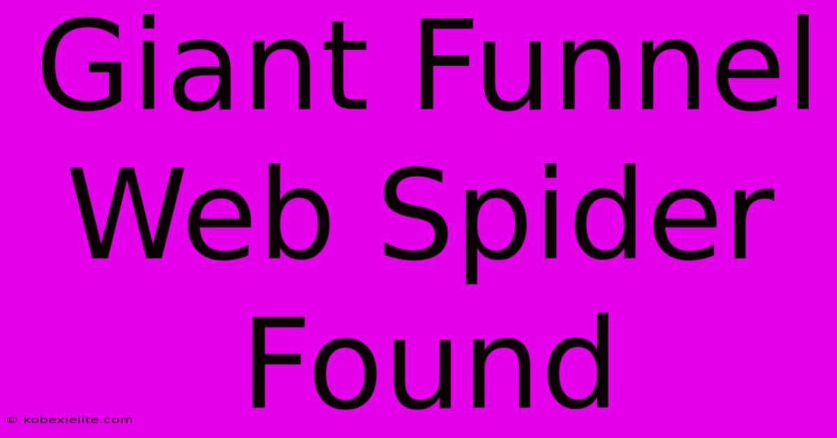 Giant Funnel Web Spider Found