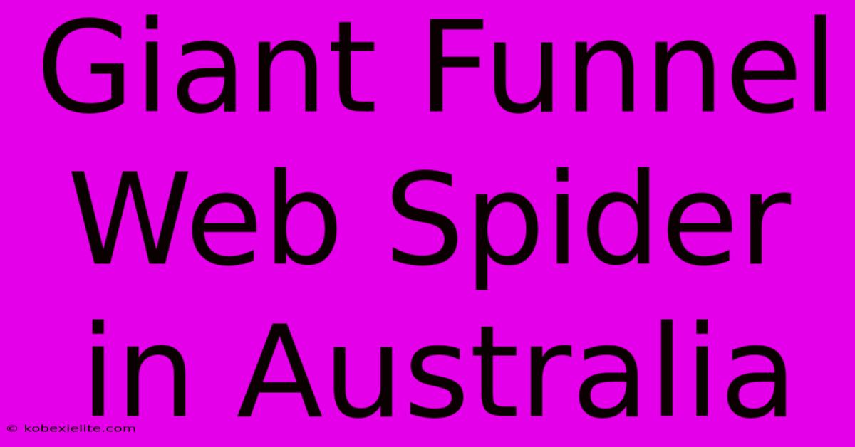 Giant Funnel Web Spider In Australia