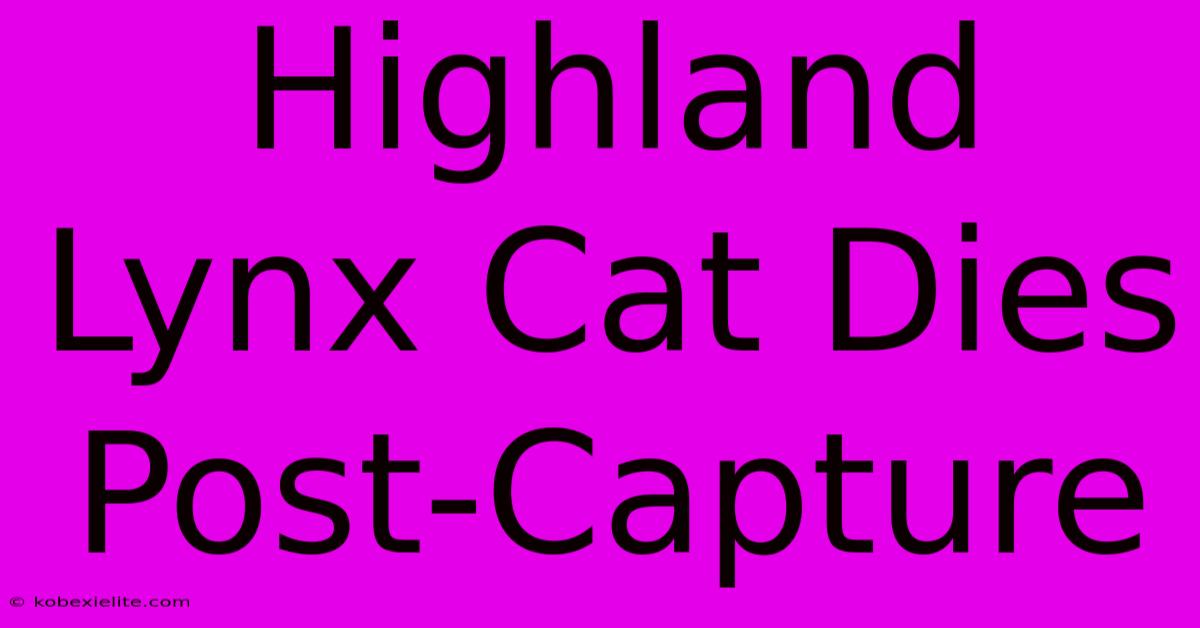 Highland Lynx Cat Dies Post-Capture