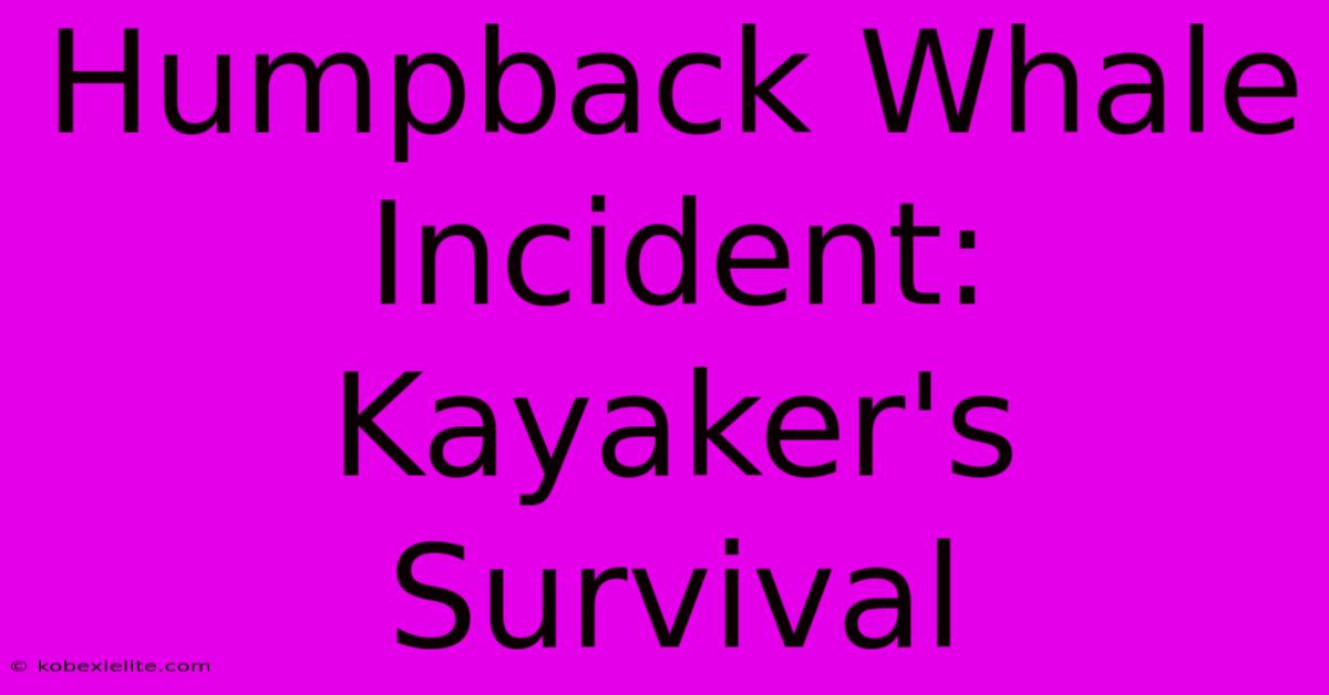 Humpback Whale Incident: Kayaker's Survival