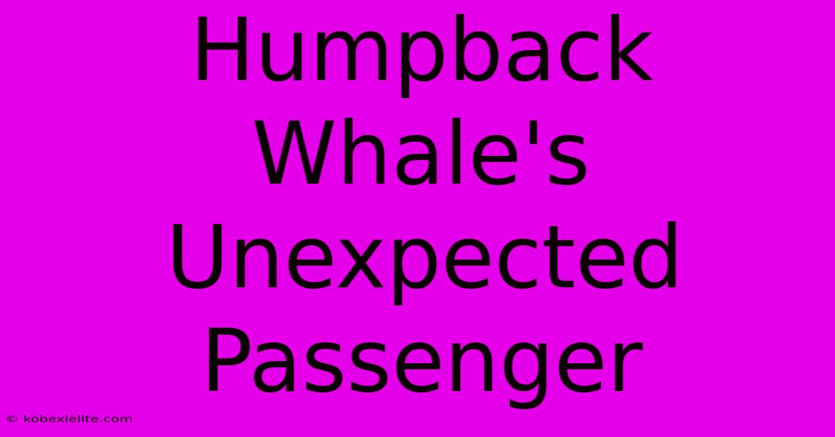 Humpback Whale's Unexpected Passenger