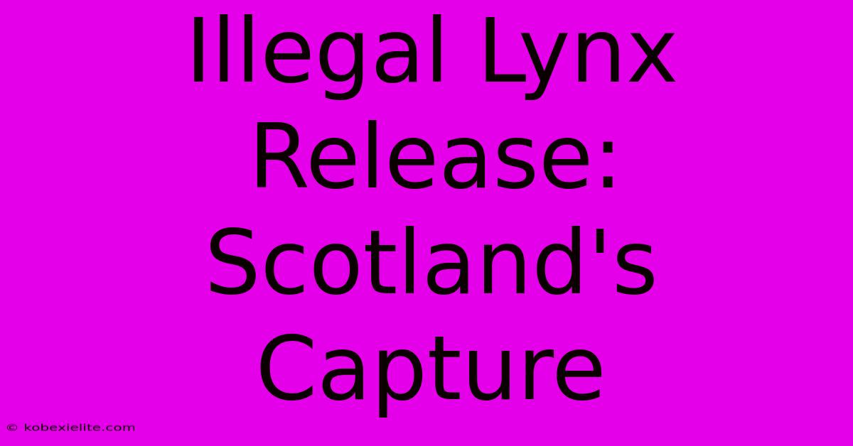 Illegal Lynx Release: Scotland's Capture