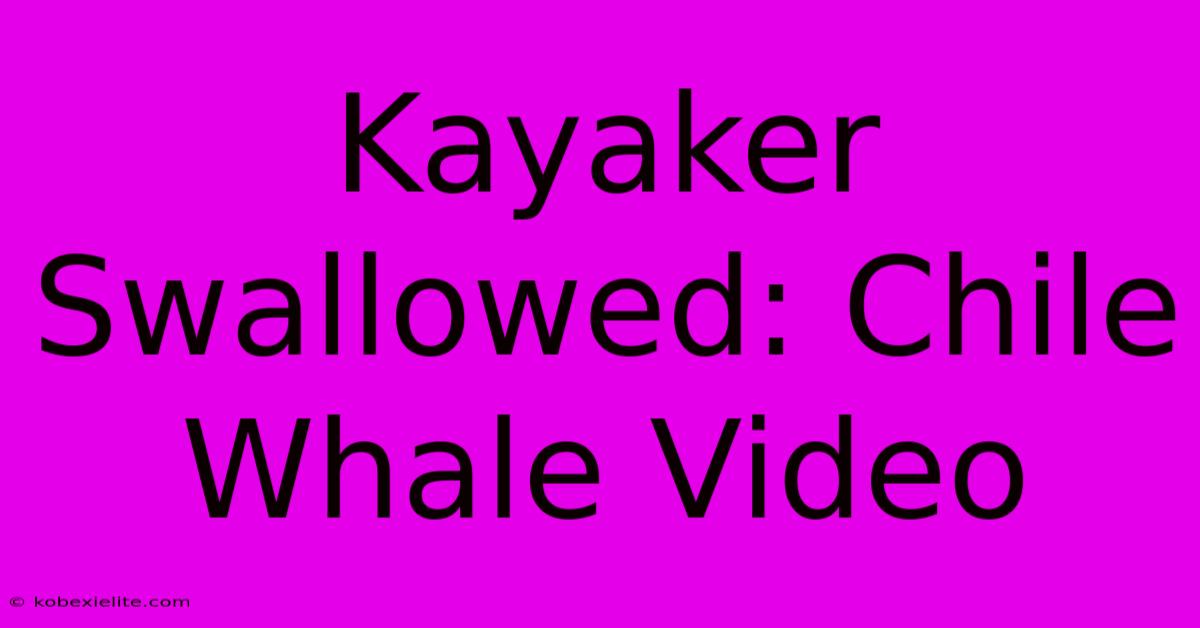 Kayaker Swallowed: Chile Whale Video