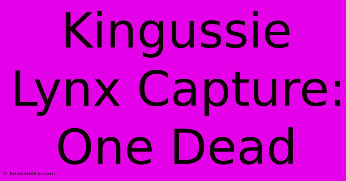 Kingussie Lynx Capture: One Dead