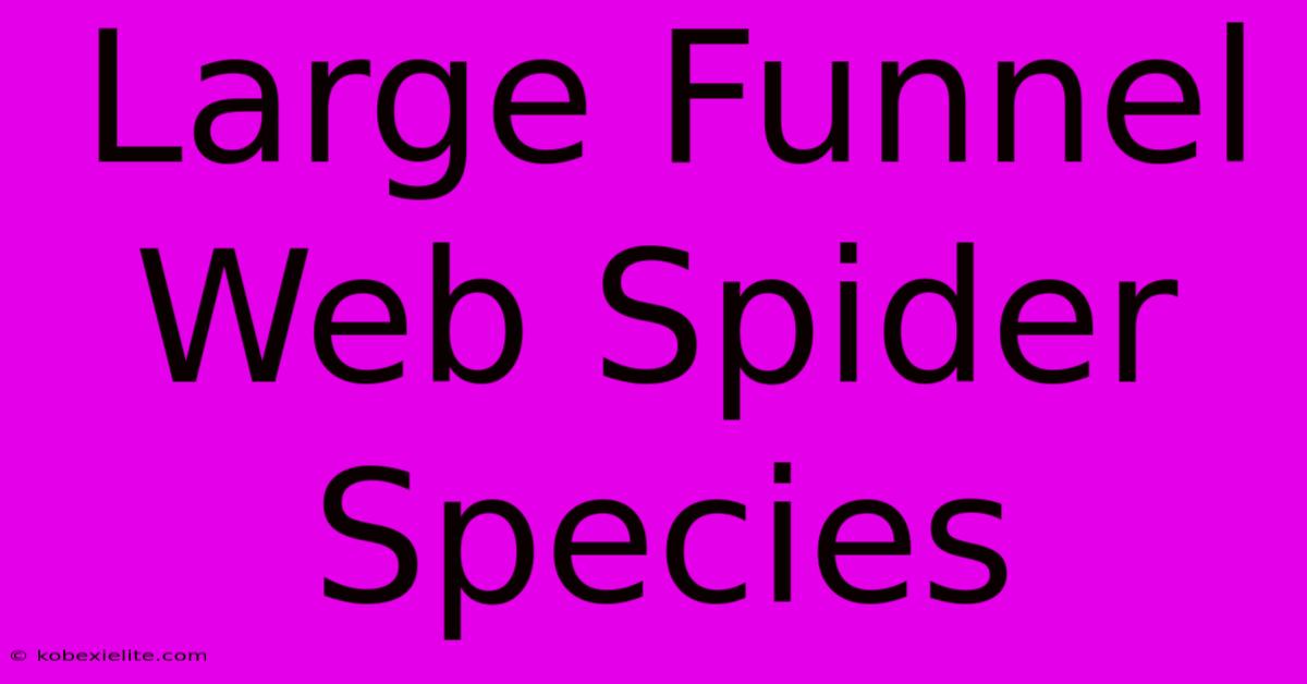 Large Funnel Web Spider Species