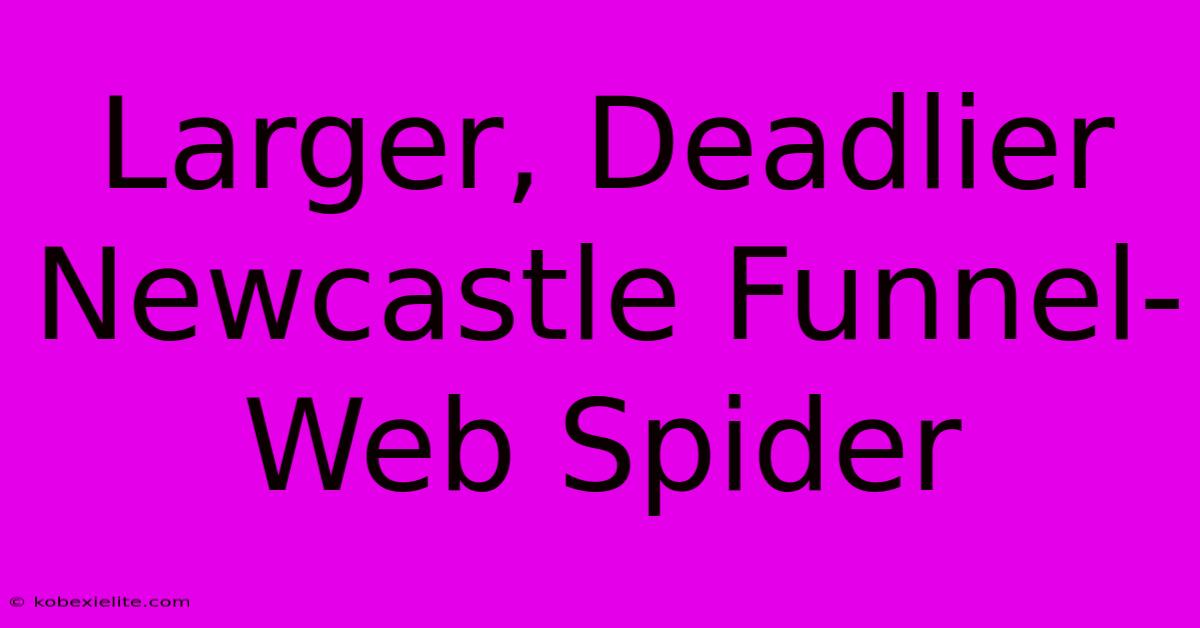 Larger, Deadlier Newcastle Funnel-Web Spider