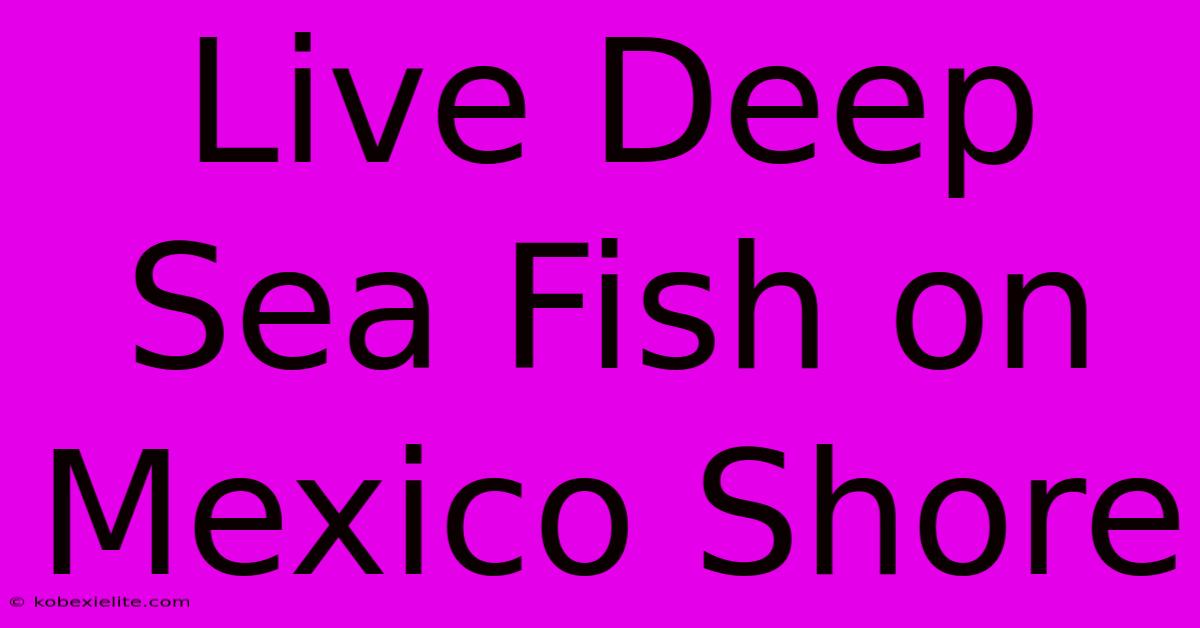 Live Deep Sea Fish On Mexico Shore