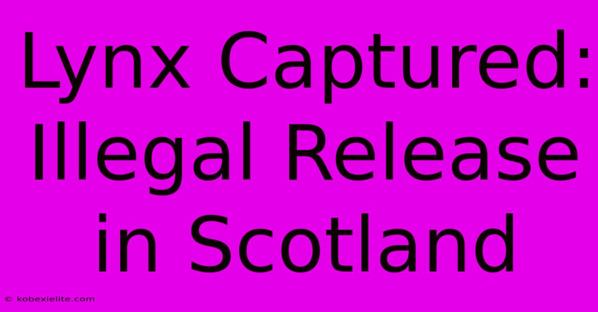 Lynx Captured: Illegal Release In Scotland