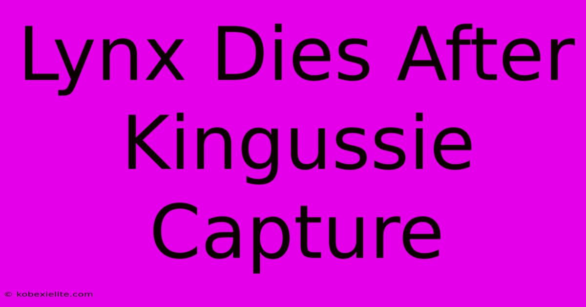 Lynx Dies After Kingussie Capture