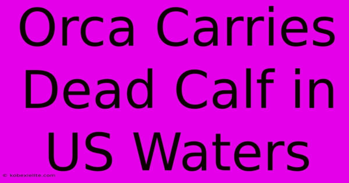 Orca Carries Dead Calf In US Waters