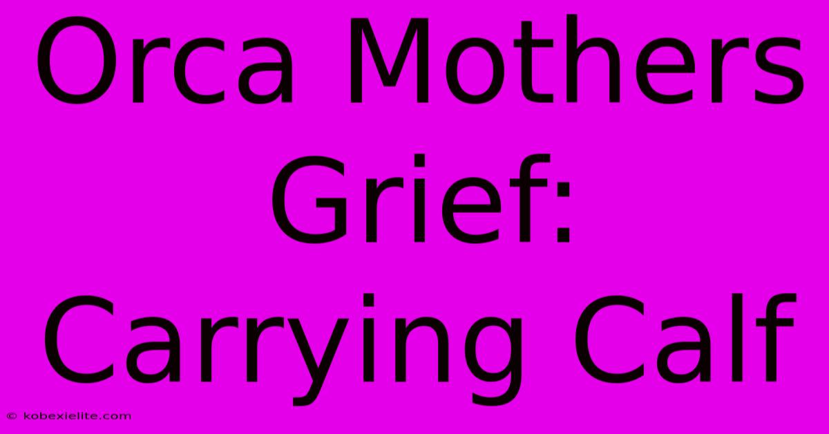 Orca Mothers Grief: Carrying Calf