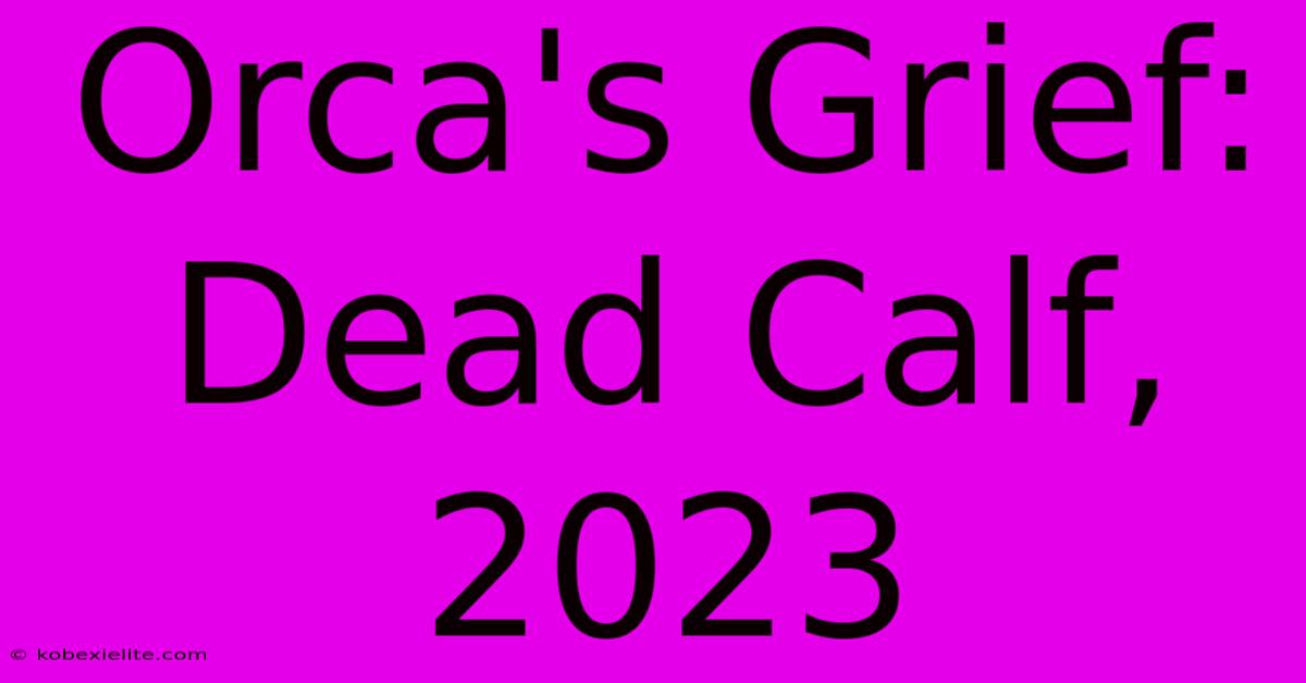 Orca's Grief: Dead Calf, 2023