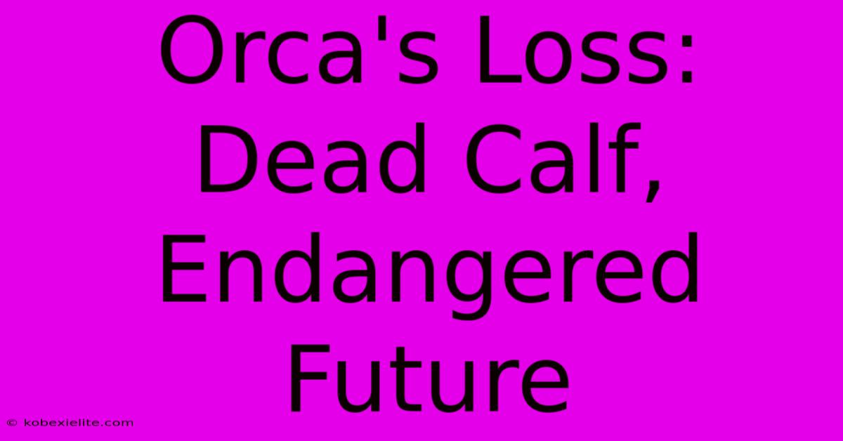 Orca's Loss: Dead Calf, Endangered Future