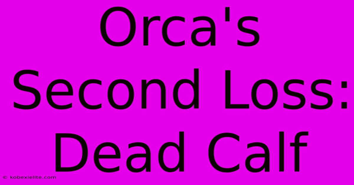 Orca's Second Loss: Dead Calf