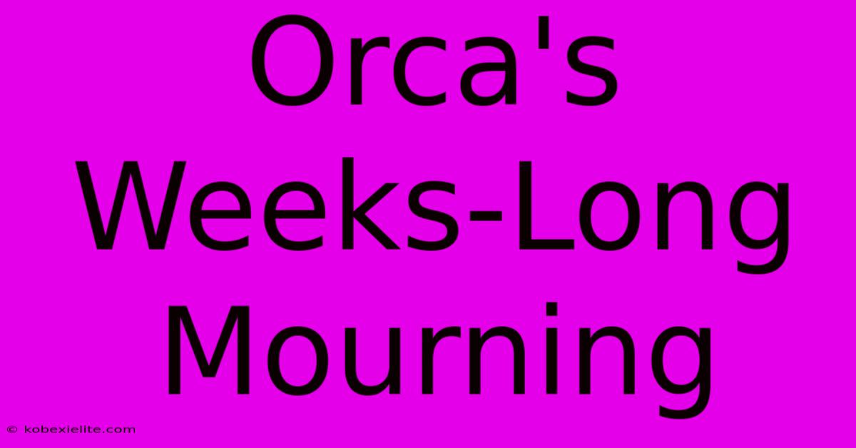 Orca's Weeks-Long Mourning