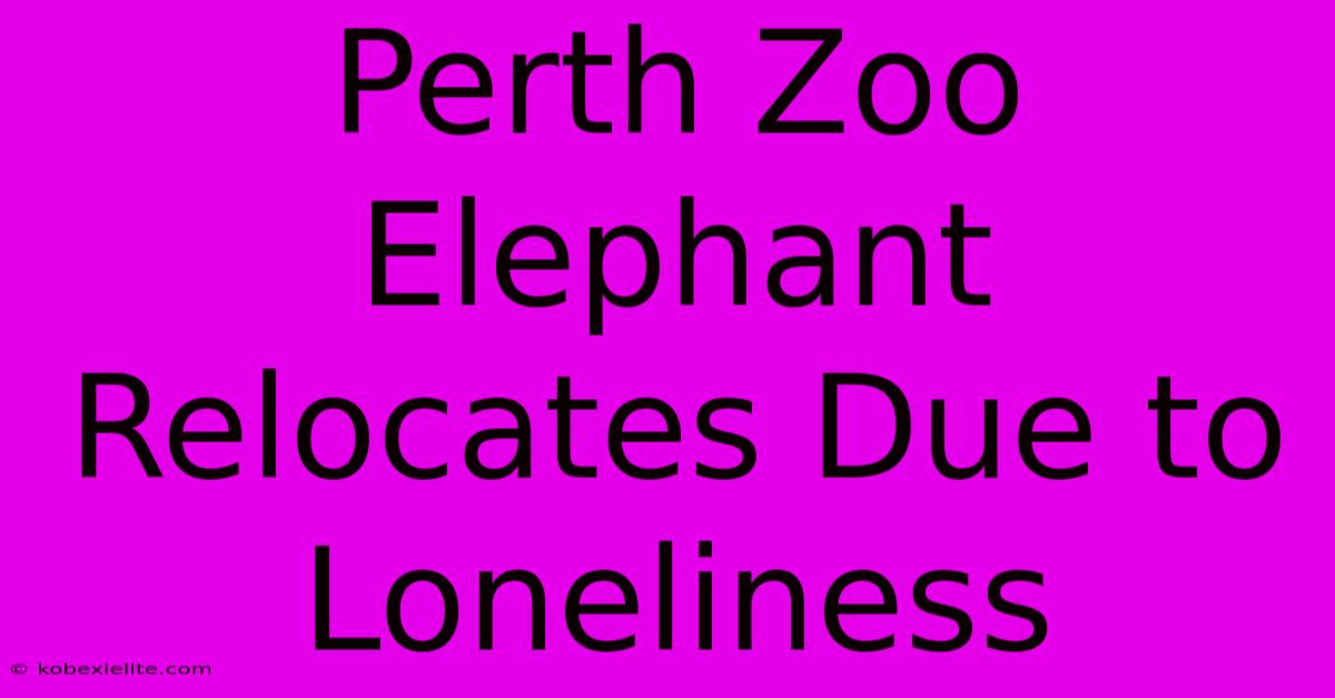 Perth Zoo Elephant Relocates Due To Loneliness Perth Zoo Elephant Relocates Due To Loneliness