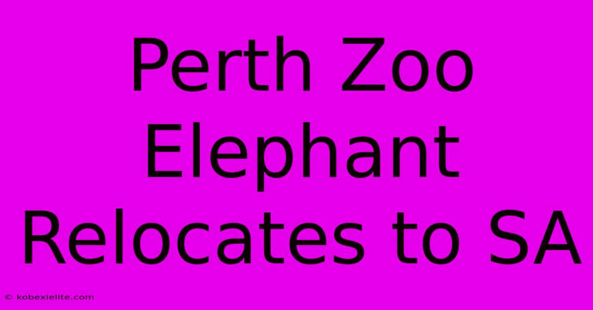 Perth Zoo Elephant Relocates To SA Perth Zoo Elephant Relocates To SA