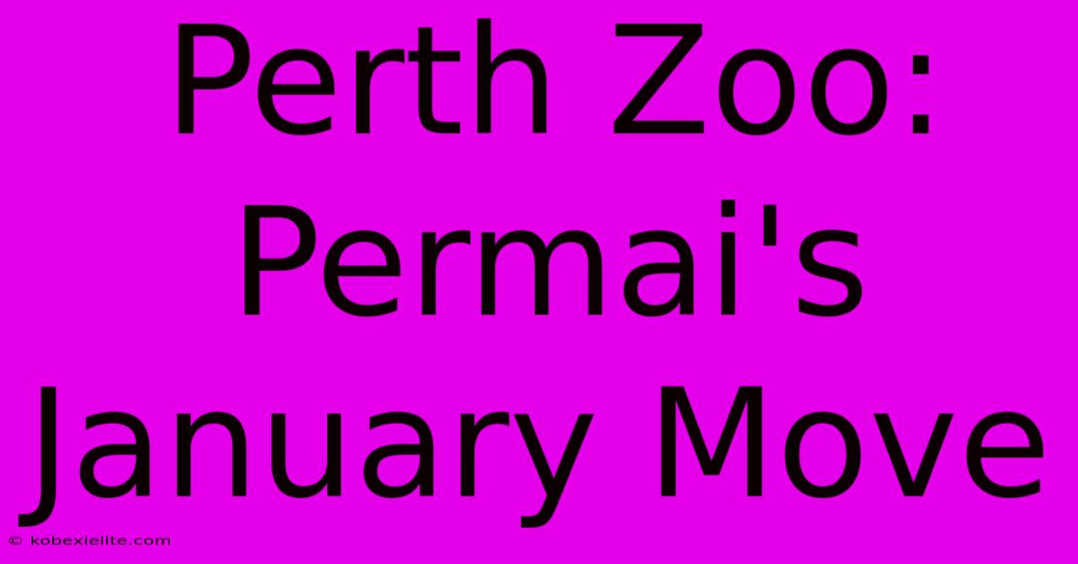 Perth Zoo: Permai's January Move Perth Zoo: Permai's January Move
