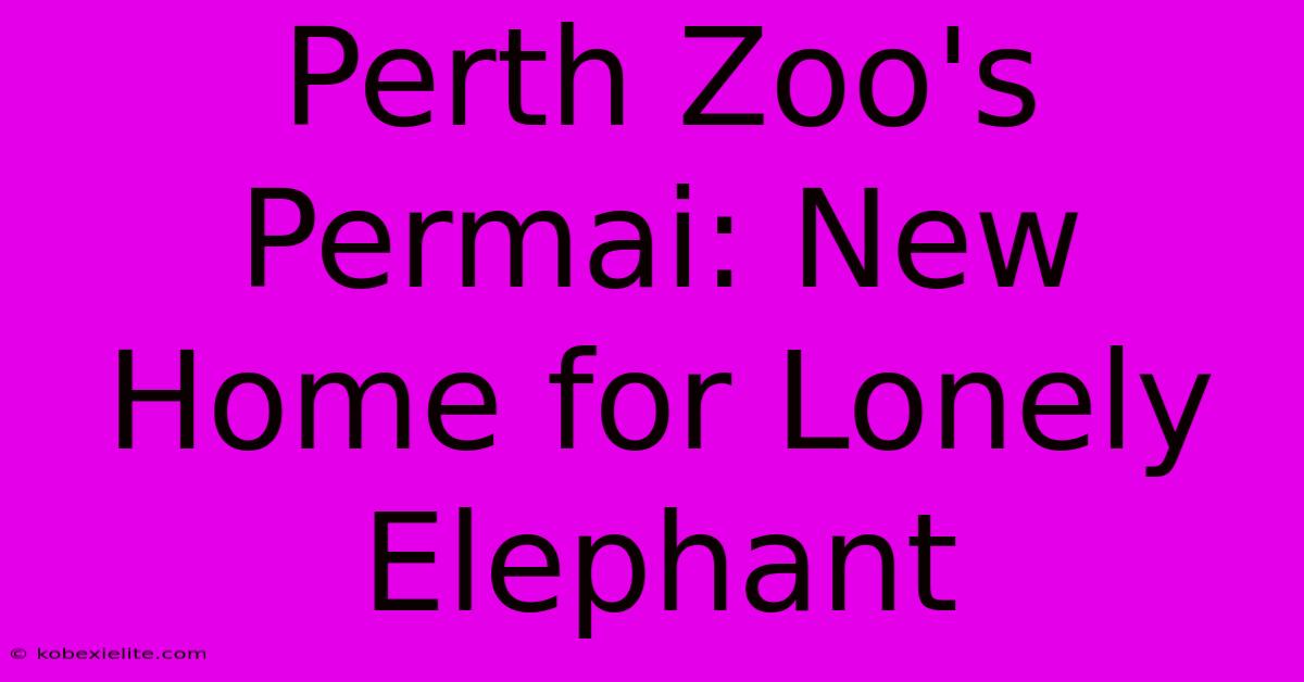 Perth Zoo's Permai: New Home For Lonely Elephant Perth Zoo's Permai: New Home For Lonely Elephant