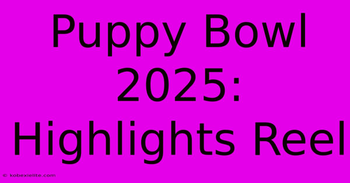 Puppy Bowl 2025: Highlights Reel