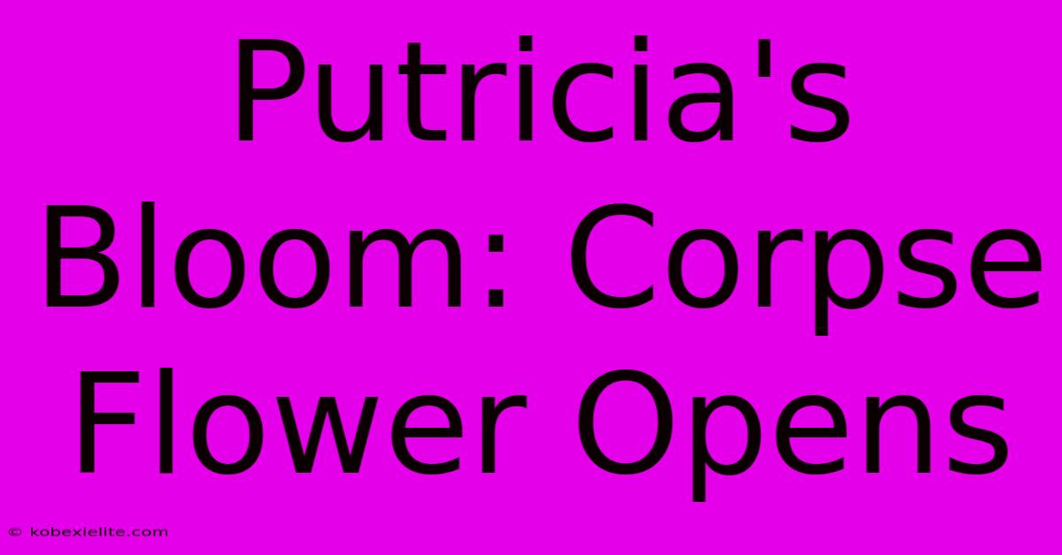 Putricia's Bloom: Corpse Flower Opens