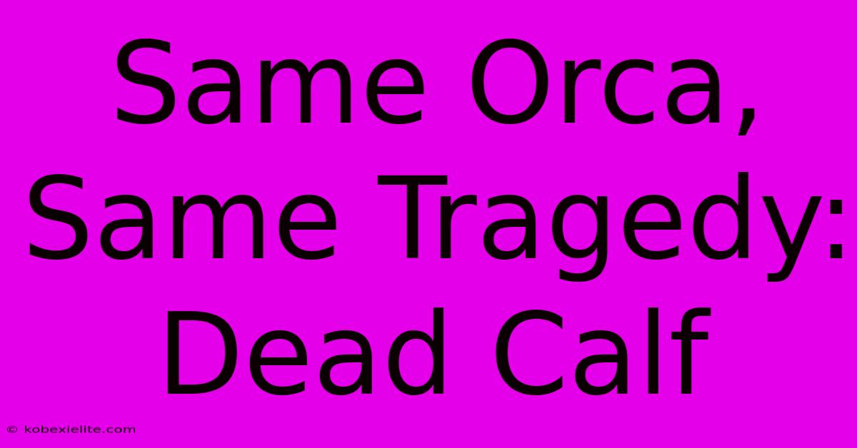 Same Orca, Same Tragedy: Dead Calf