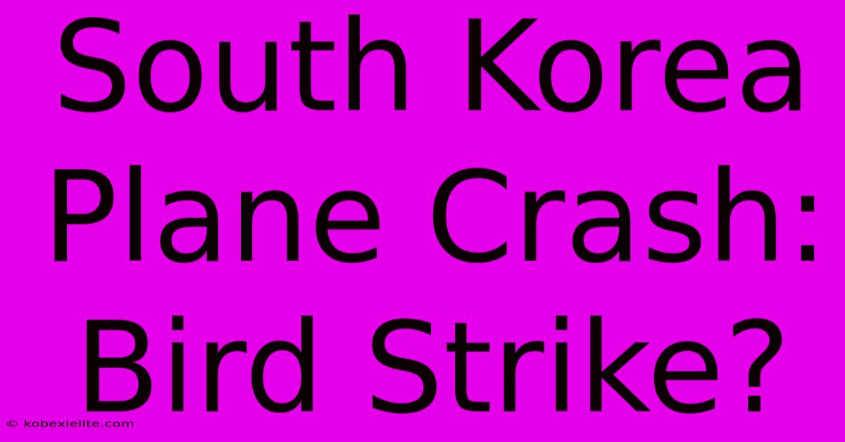 South Korea Plane Crash: Bird Strike?