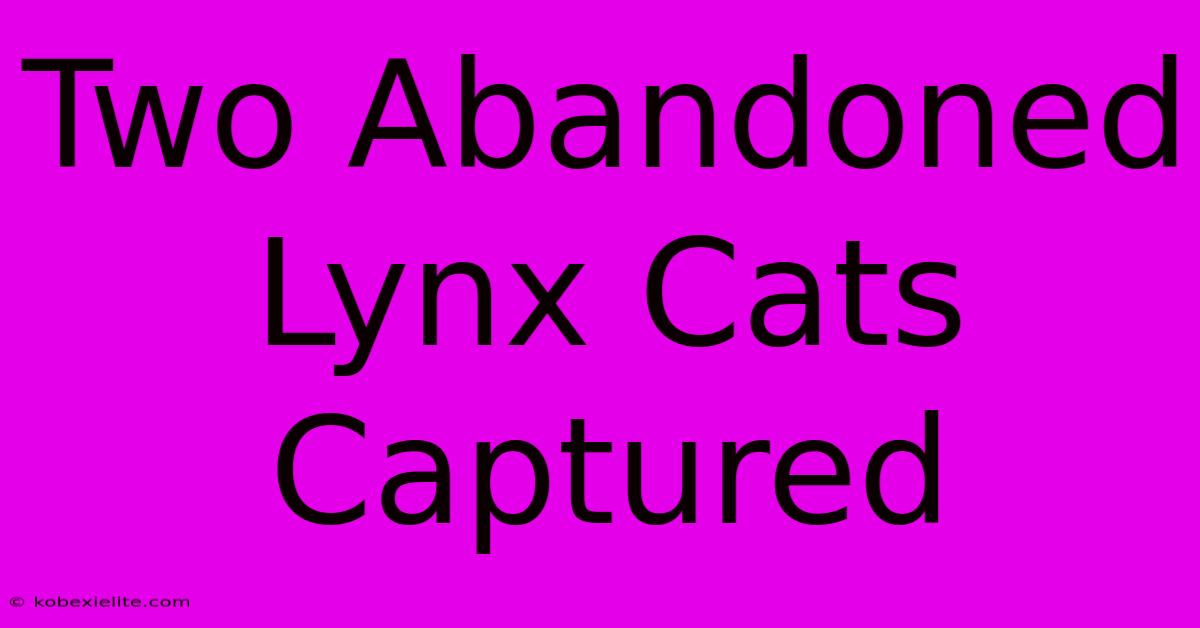 Two Abandoned Lynx Cats Captured