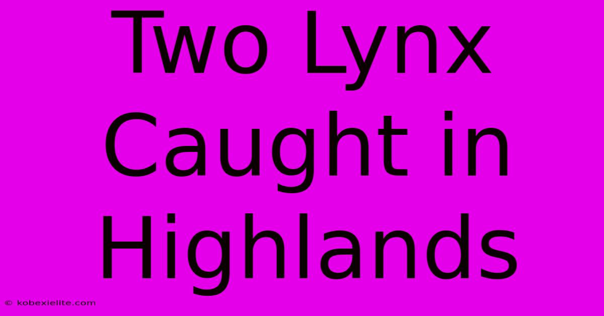 Two Lynx Caught In Highlands