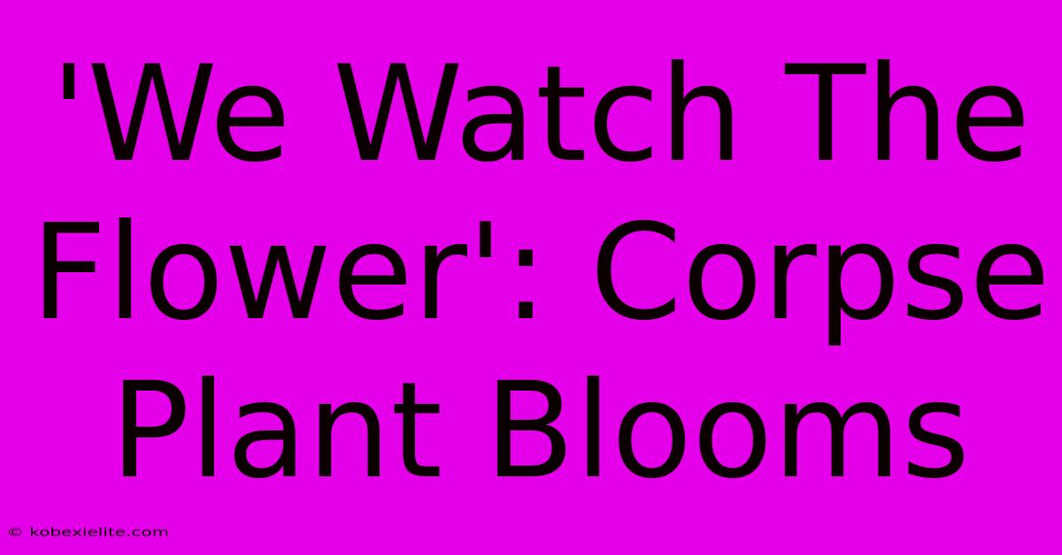 'We Watch The Flower': Corpse Plant Blooms