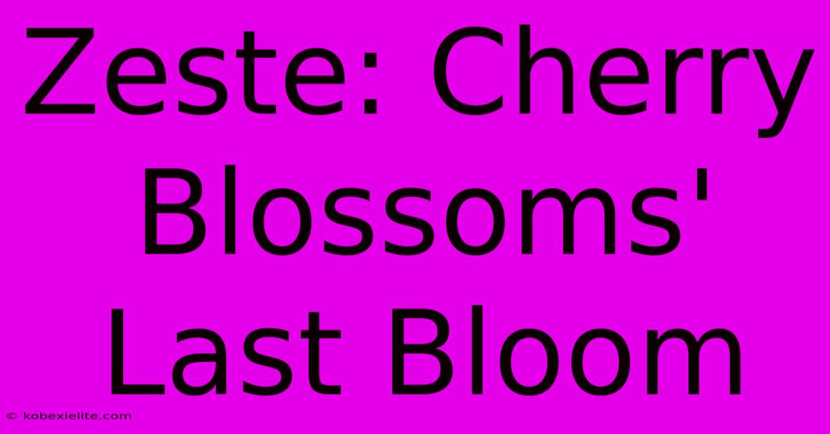 Zeste: Cherry Blossoms' Last Bloom